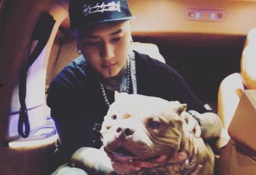 李舒克爆料辛巴视频播放,李舒克揭露视频播放背后的真相 第2张 李舒克爆料辛巴视频播放,李舒克揭露视频播放背后的真相 第2张